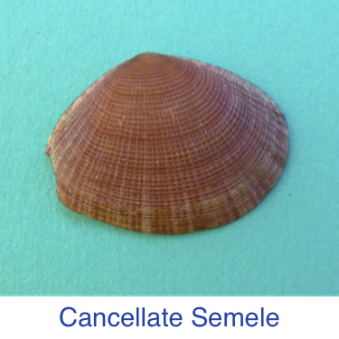 Cancellate Semele shell ID