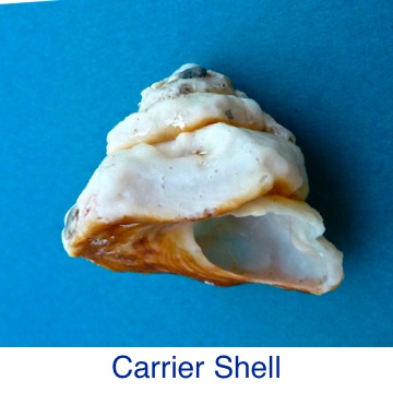 Carrier Shell ID