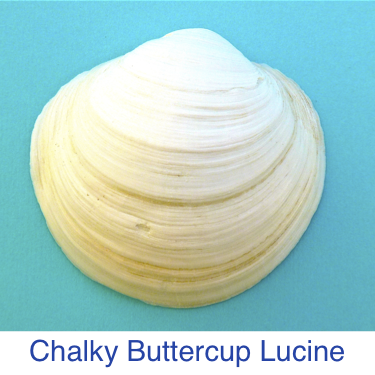 Chalky Buttercup Lucine shell id