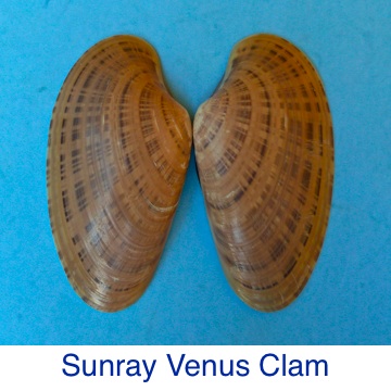 Clam- Sunray Venus ID