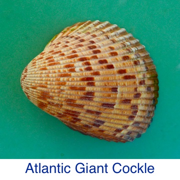 Cockle -Atlantic Giant ID