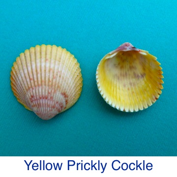 Cockle Yellow Prickly Shell ID