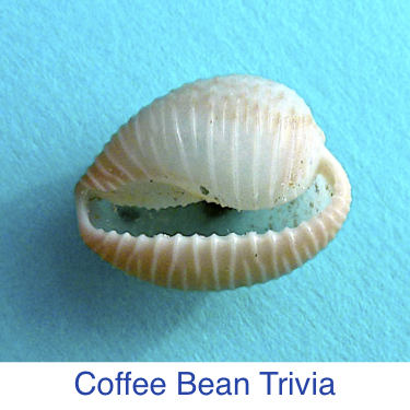 Coffee Bean Trivia Shell id