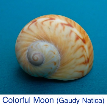 Colorful Moon Gaudy Natica ID