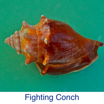 Conch- Fighting ID