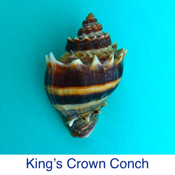 Conch King's Crown