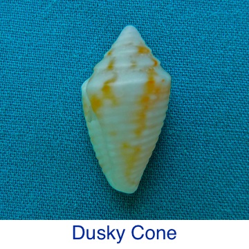 Cone Dusky Shell ID