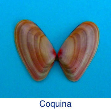 Coquina Shell ID