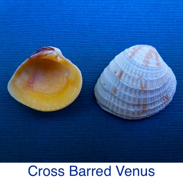 Cross Barred Venus Shell ID
