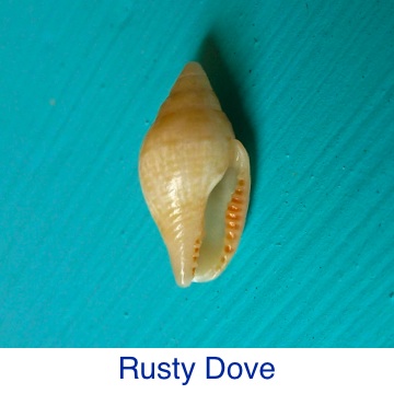 Dove Rusty Shell ID