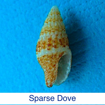 Dove | Sparse Shell ID