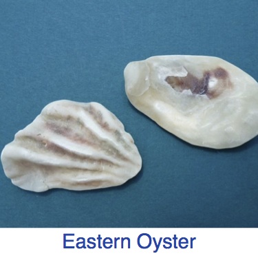 Eastern Oyster Shell ID