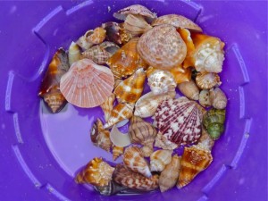 Buckets of Seashells | I Love Shelling
