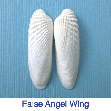 False Angel Wing Shell ID