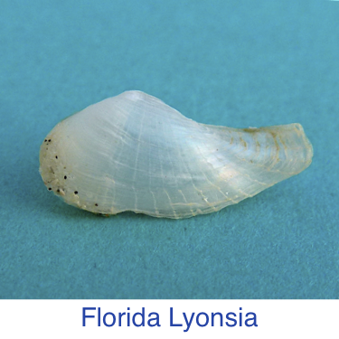 Florida Lyonsia Seahell id