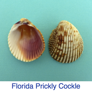 Florida Prickly Cockle ID