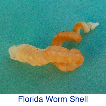 Florida Worm Shell Identification