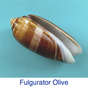 Fulgurator Olive