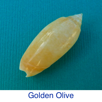 Golden Olive Seashell ID