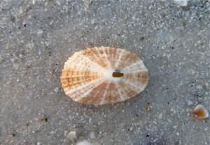 Keyhole Limpet in sand