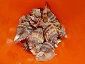 Buckets of Seashells | I Love Shelling