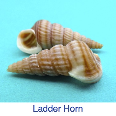 Ladder Horn Snail Identify shell