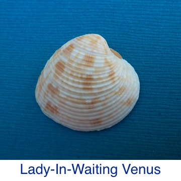 Lady In Waiting Venus Shell ID