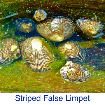 Limpet Striped False Seashell Identification
