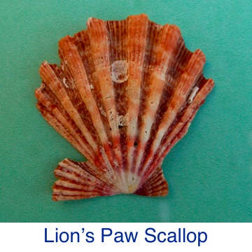 Lion's Paw Seashell Identification