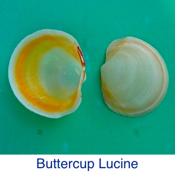 Lucine- Buttercup ID
