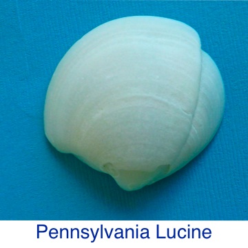 Lucine - Pennsylvania Shell ID