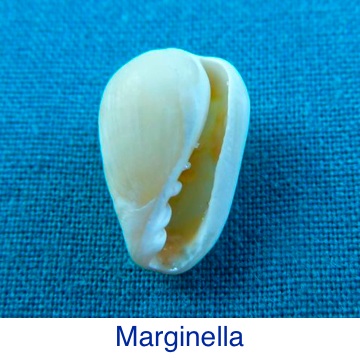 Marginella Seashell ID