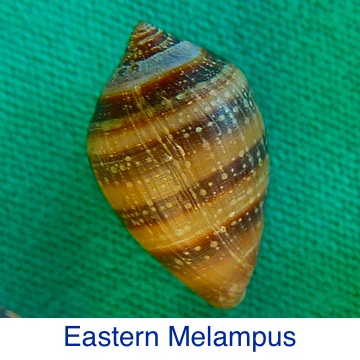 Melampus - Eastern ID