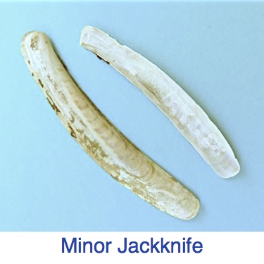 Minor Jackknife Clam Identification