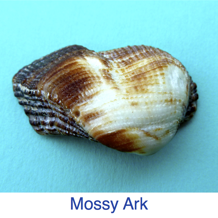 Mossy Ark Identification