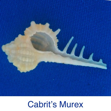 Murex - Cabrits ID