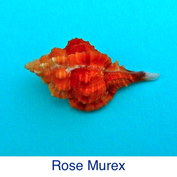 Murex Rose Shell ID
