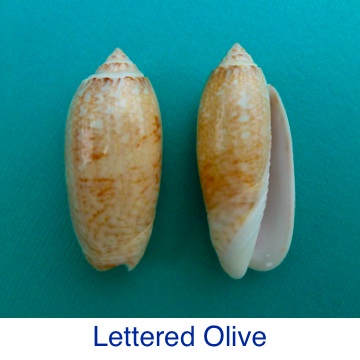 Olive Lettered Shell ID