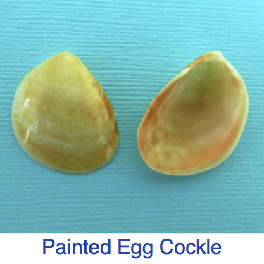 Painted Egg Cockle