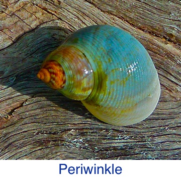 Periwinkle ID