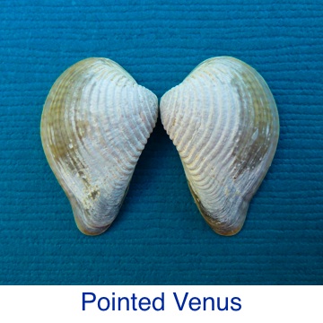 Pointed Venus Clam ID