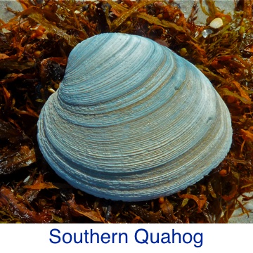 Quahog - Southern ID