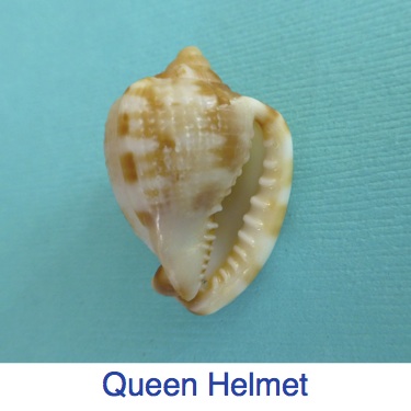 Queen Helmet ID