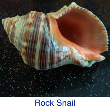 Rock Snail ID