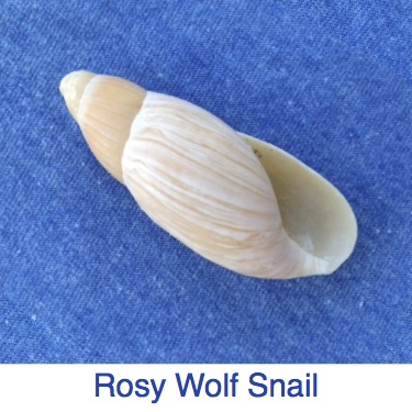 Rosy Wolf Snail Identification