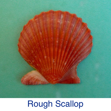 Rough Scallop Shell Identification