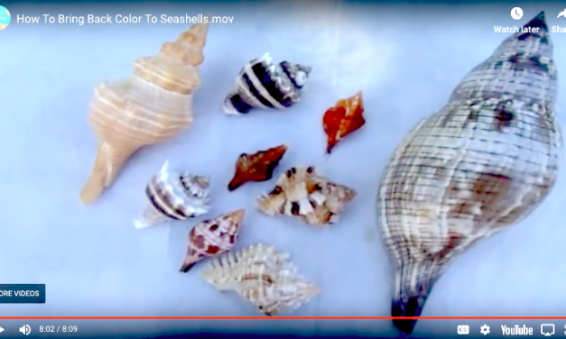 How To Restore Color To Your Seashells Tutorial