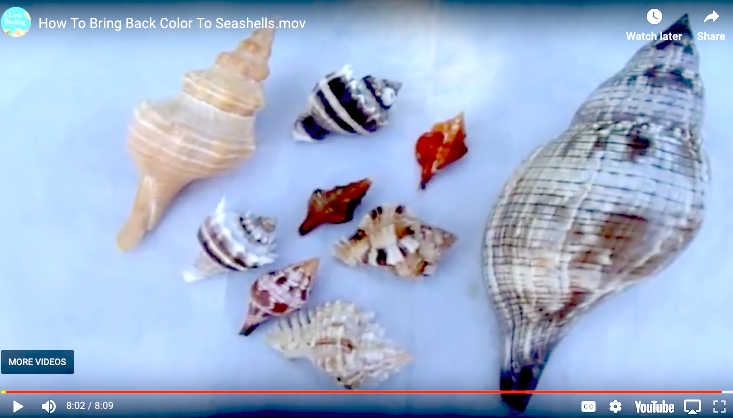 How to Preserve Shells