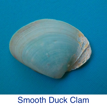 Smooth Duck Clam Shell ID