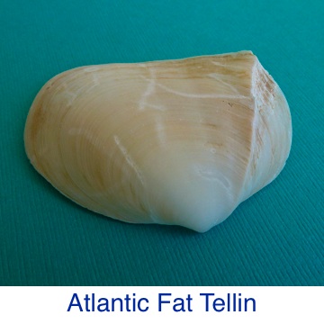 Tellin | Atlantic Fat Shell ID